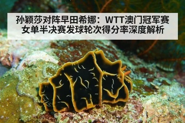 孙颖莎对阵早田希娜:WTT澳门冠军赛女单半决赛发球轮次得分率深度解析